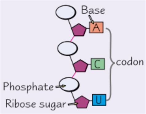 AS Biology Genetic Information And Variation Flashcards Quizlet