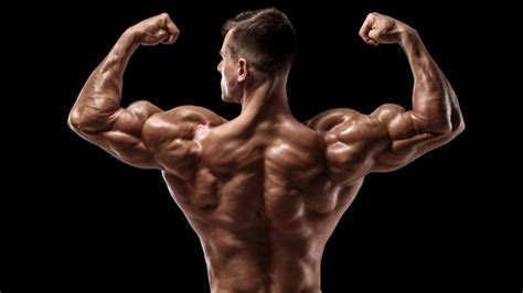 Lower Back Muscles Bodybuilding