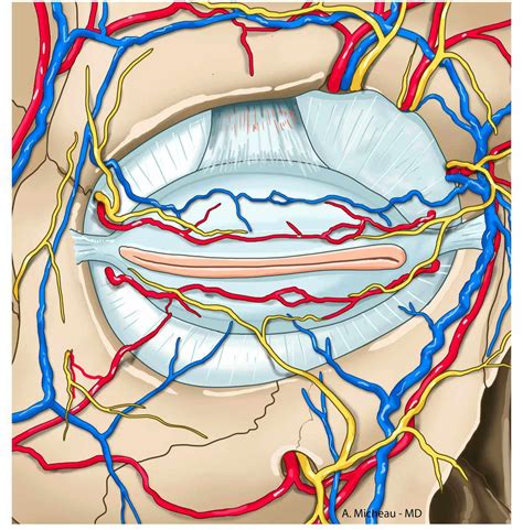 Vessels - e-Anatomy - IMAIOS