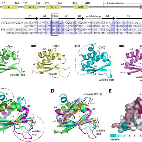 Binding Of Multi Kh Domains And Kh Full Length Protein To Mer