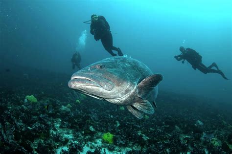 Riesenzackenbarsch Judenfisch Alle Infos Zum Fisch Simfisch De