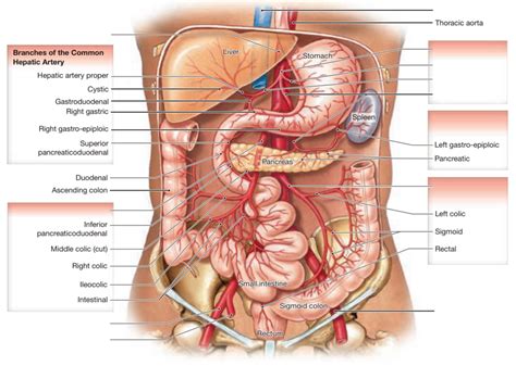 Arteries Of The Abdomen Diagram Quizlet