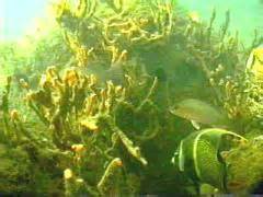 The Effects Of Environment On Artificial Reefs