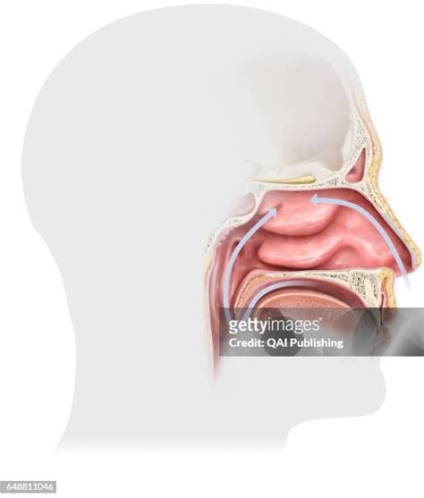 114 Nasal Membrane Stock Photos, High-Res Pictures, and Images - Getty ...