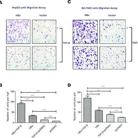 Hbx Enhances Tgf Stimulation On Cell Mobility Hepg Or Bel