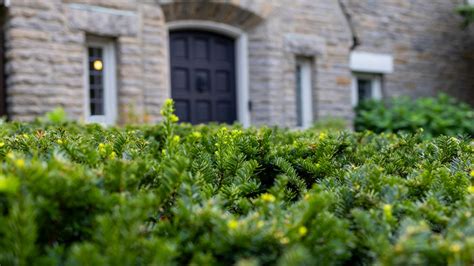 Add Privacy To Your Front Yard With These Stylish Landscaping Ideas