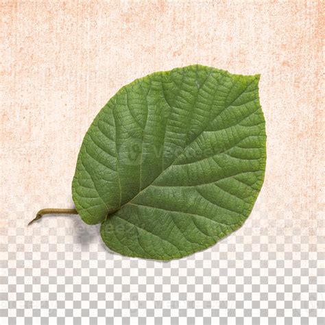 Fresh Green Leaf Isolated On Transparent Background Stock