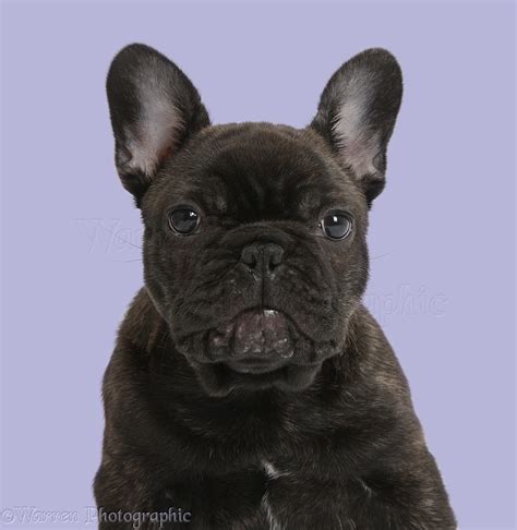 Dark Brindle French Bulldog Pup Photo Wp35753