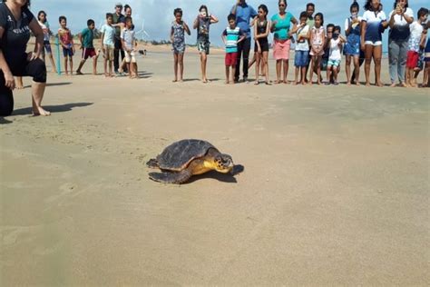 Milh Es De Tartarugas Marinhas S O Salvas Comemora Projeto Tamar