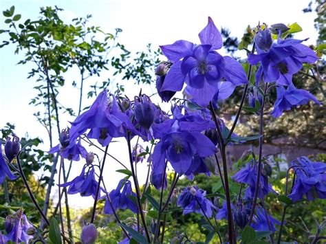 Aquilegia Vulgaris Akelei Wilde Akelei Columbine Hortus Botanicus