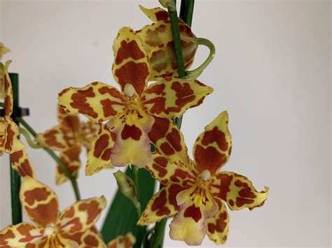 Odontocidium Tiger Tail Rispe Orchideen Wichmann