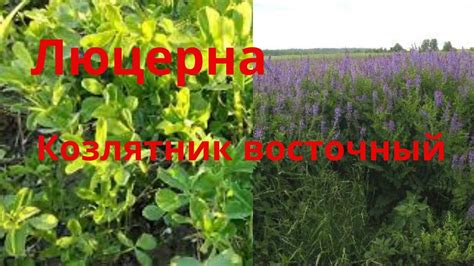 Козлятник восточный Галега Люцерна Выращивание люцерны на сено ...