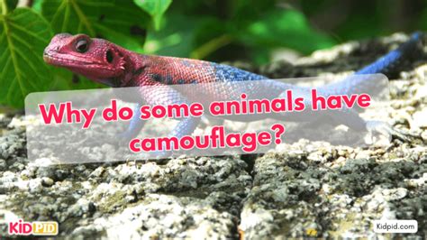 Why do some animals have camouflage? - Kidpid