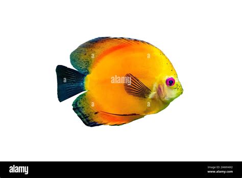 Symphysodon Known As Discus Is A Genus Of Cichlids Native To The