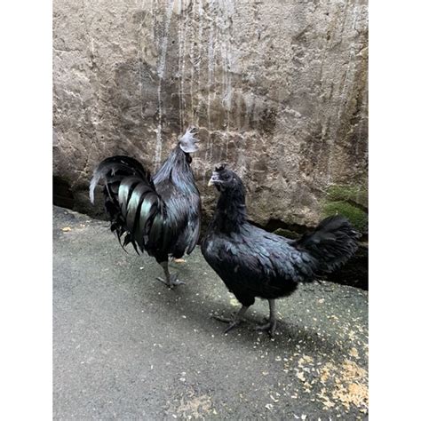 Jual Ayam Cemani Asli Usia Indukan Shopee Indonesia