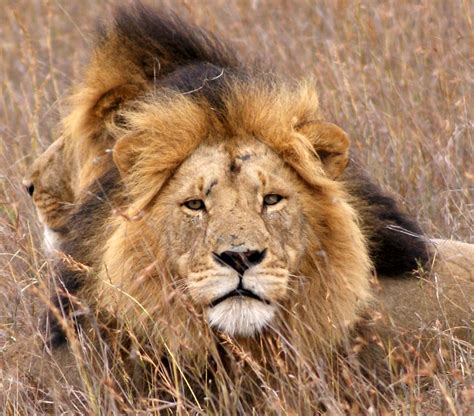 Blink And You'll Miss It: Maasai Mara National Reserve, Kenya, March 2011