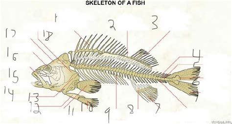 Fish Skeleton Diagram Quizlet