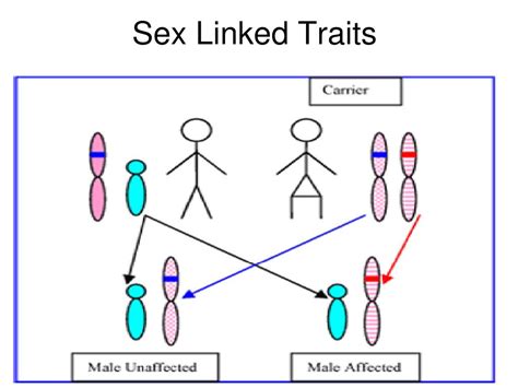 Ppt Patterns Of Heredity Powerpoint Presentation Free Download Id5579258