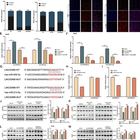 Linc Upregulation Hindered Apoptosis Through Nf B Pathway In Hcc