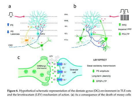 Hypothetical Schematic Representation Of The Dentate Gyrus Dg