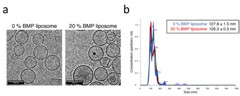 20 Mol Bmp Liposome Morphology And Size Distribution Representative Download Scientific