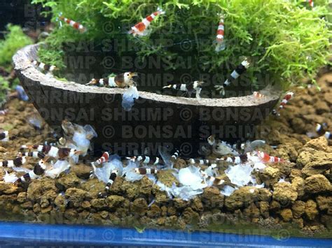 100g Bonsai Shrimp Snowflake Shrimp Food CRS Blue Crystal Red Cherry