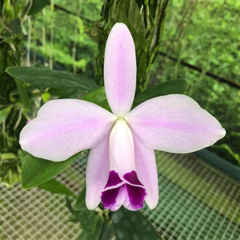 Pumila org Tudo sobre a orquídea anã Laelia pumila