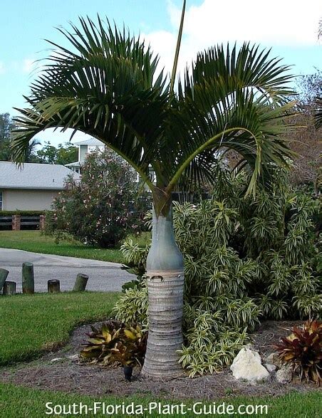 Bottle Palm