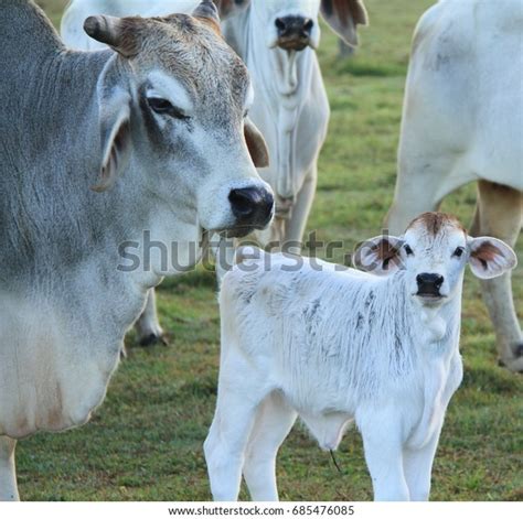 White Brahman Calf Mother Cow Stock Photo Edit Now