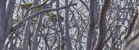 Photos Of Naked Forest FlippedNormals