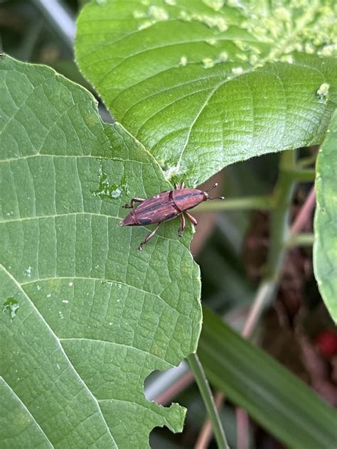 Sphenocorynes Ocellatus In November By Nakatada Wachi Inaturalist