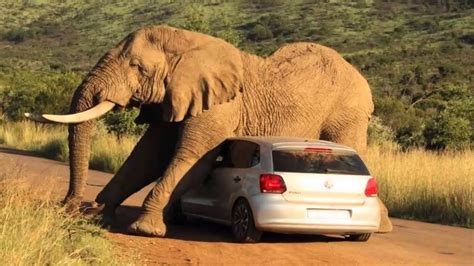 Giant Elephant Destroys A Carwatch What Happened To The Driver Youtube