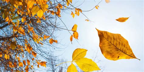 Evergreen Marvels Trees That Keep Their Leaves Year Round South