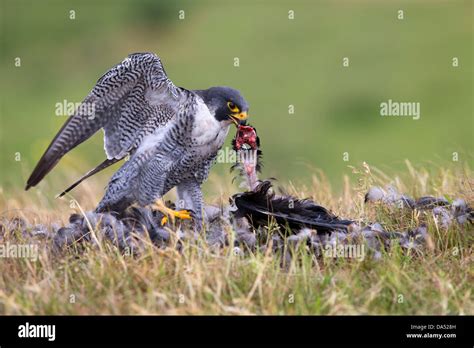 Peregrine Falcon Eating His Prey Stock Photo Alamy