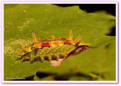 Spiny Oak Slug Caterpillar Euclea Delphinii 4697 Photo Larose