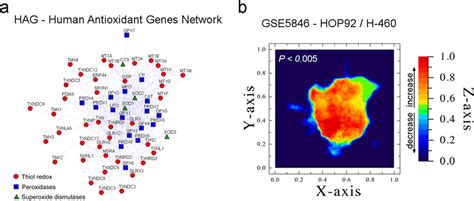 Expression Of Human Antioxidant Gene HAG Network In Human Lung