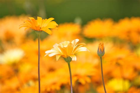 Free photo: Three flowers - Bloom, Bspo06, Flora - Free Download - Jooinn