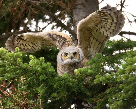 Great Horned Owl Facts For Kids – Great Horned Owl Diet