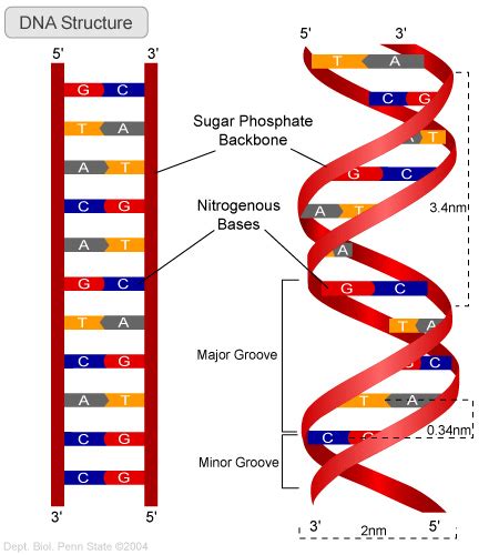 bits  bytes  biology watson  crick model  dna