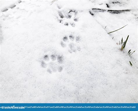 Cat Paw Prints In The Snow Close Up Stock Image Image Of Shape Snow