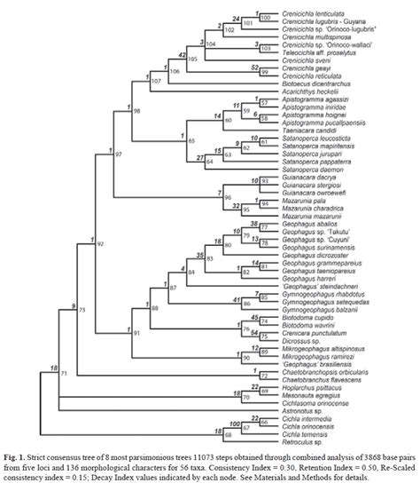 SciELO Brasil Phylogenetic Diagnosis And Expanded Description Of