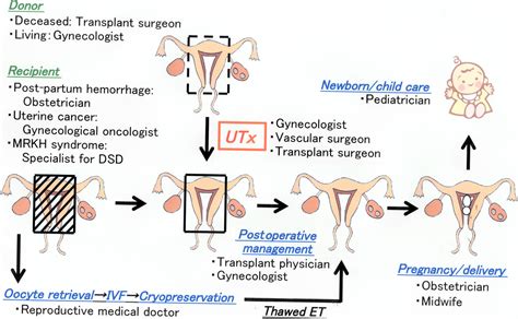 Uterus Transplantation Toward Clinical Application In Japan Suganuma 2017 Reproductive