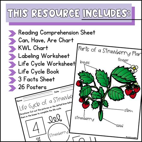 Life Cycle of a Strawberry Activities, Worksheets - Strawberry Life ...