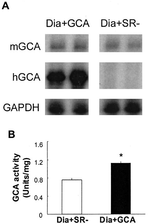 Adenovirus Mediated Overexpression Of O Glcnacase Improves Contractile