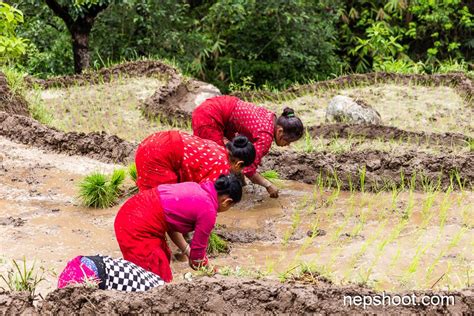 One Day In Paddy Planting Field Nepshoot