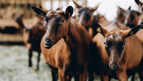 Brown Goat Breeds The Happy Chicken Coop