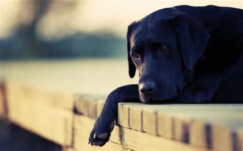 Mi Perro Está Triste ¿qué Puedo Hacer Para Ayudarle