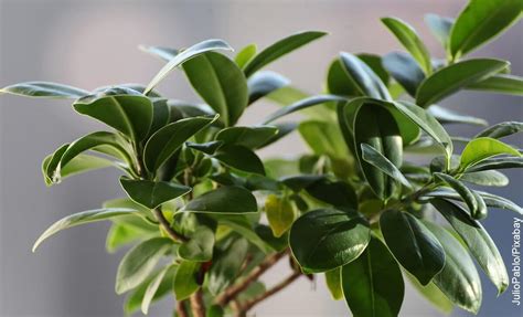 Come Potare Un Ficus Benjamina Lafalda It