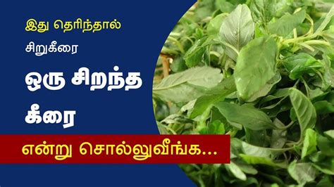 Siru Keerai Health Benefits In Tamil YouTube