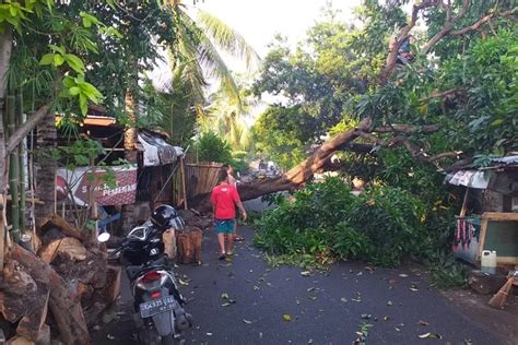 Pohon Tumbang Di Buleleng Timpa Pelinggih Dan Warung Di Kaliuntu